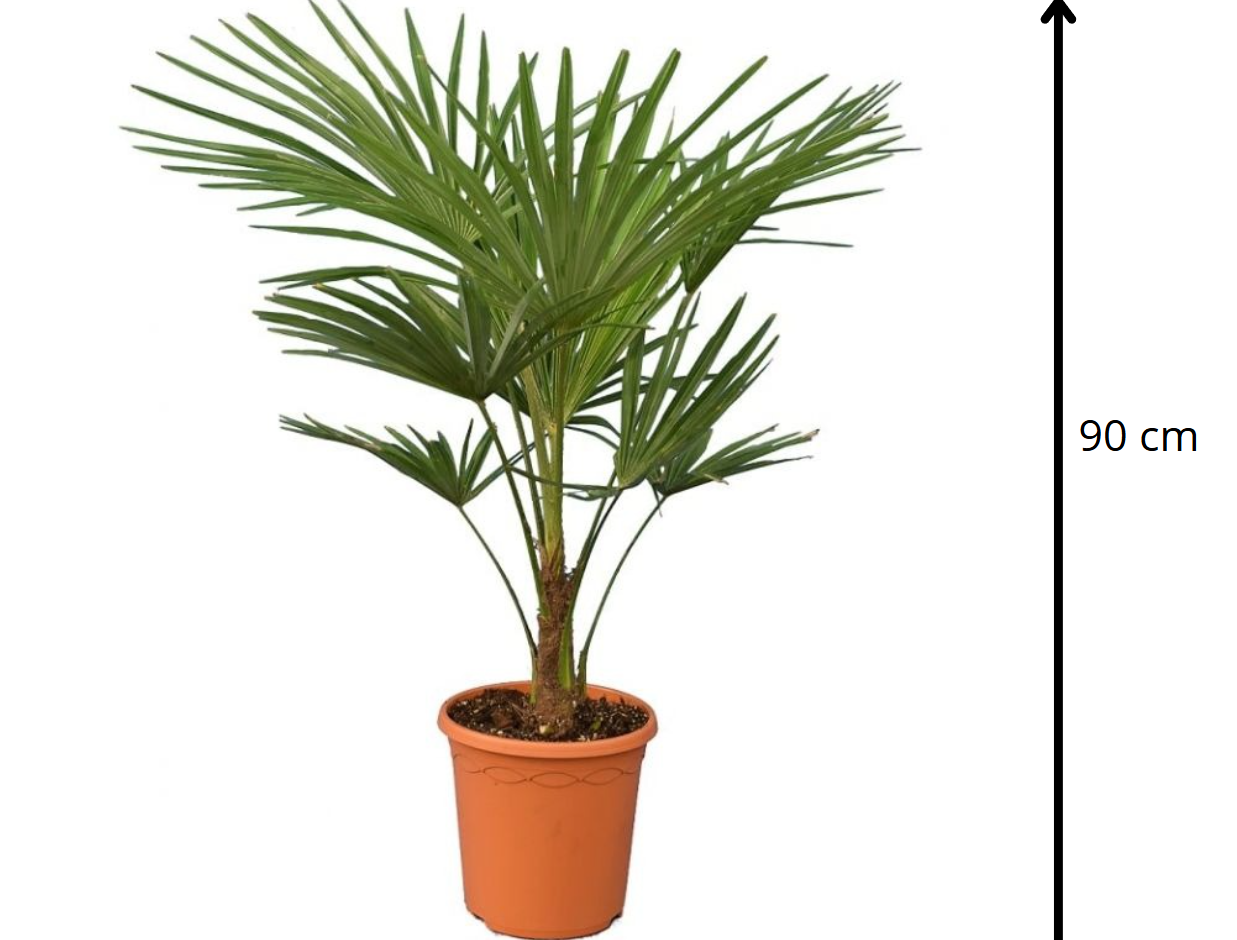 Trachycarpus fortunei 90 см